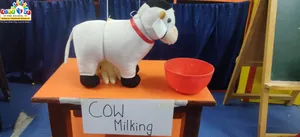 Cow milking activity-2